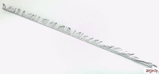 Printronix 152284-901 (New) - purchase from Argecy